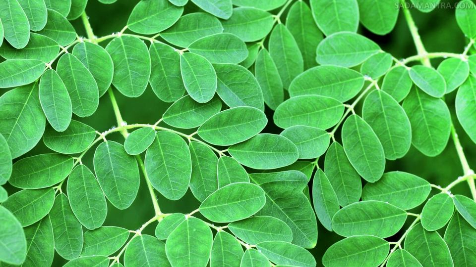 kandungan daun kelor