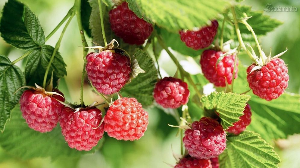 kenali 10 manfaat buah raspberry yang menyehatkan tubuh