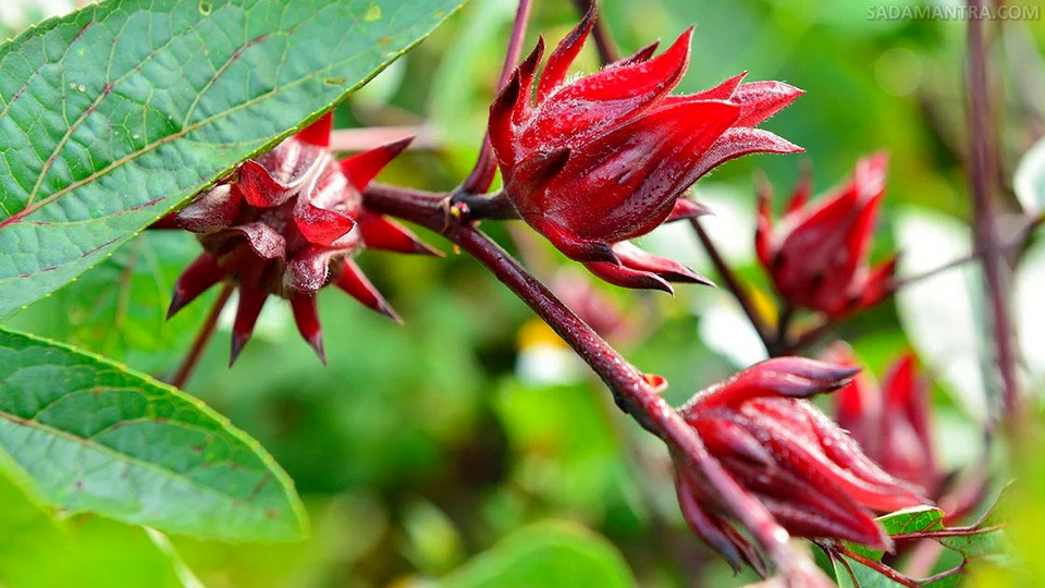 khasiat bunga rosella