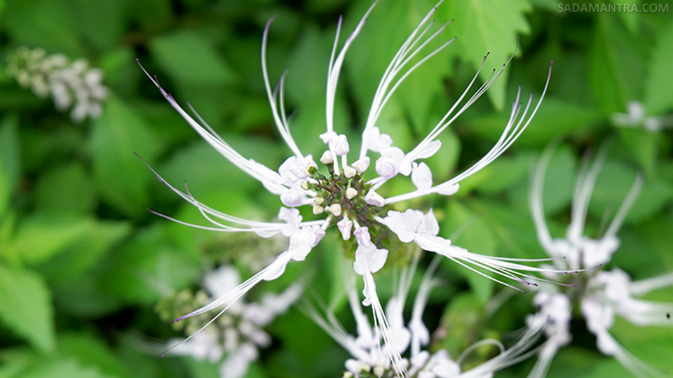 khasiat daun kumis kucing