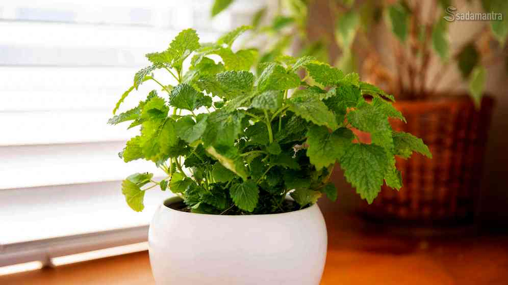 khasiat tanaman herbal lemon balm untuk wajah
