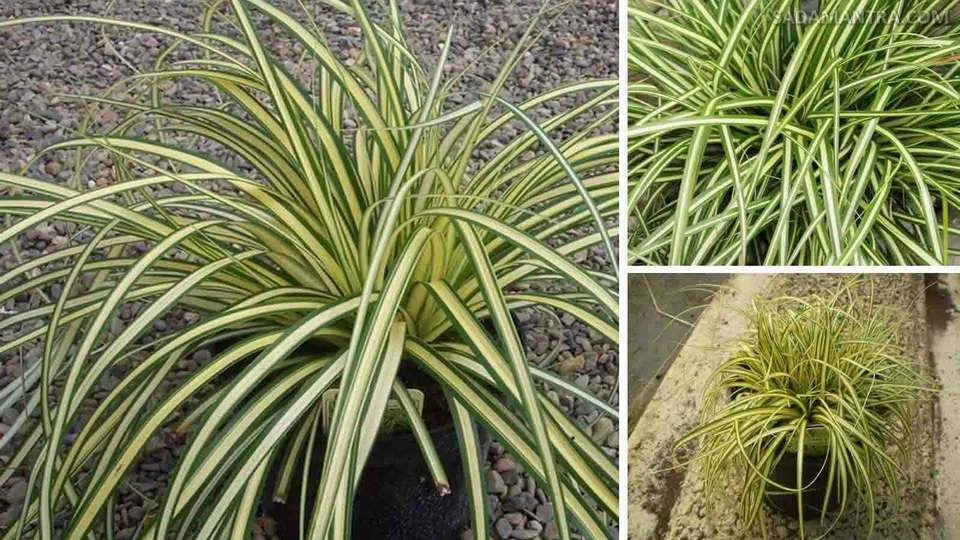 kucai mini untuk taman