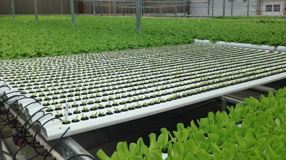 langkah-langkah dalam membuat hidroponik sistem NFT