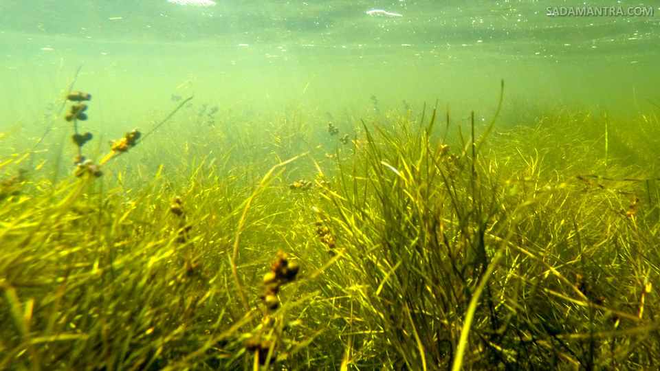 manfaat air kolam ikan untuk tanaman
