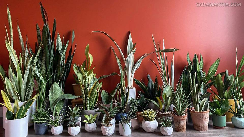 manfaat akar lidah mertua