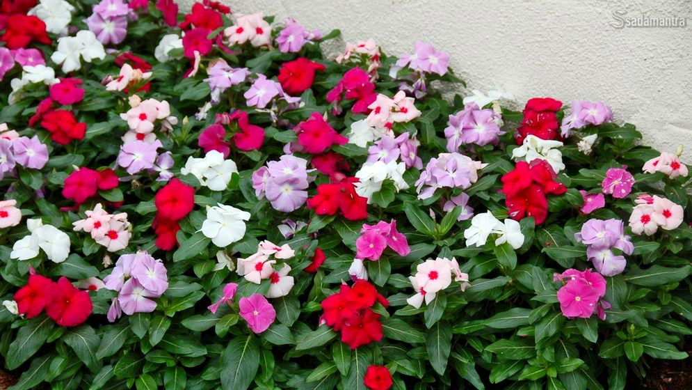 manfaat bunga tapak dara untuk kecantikan dan kesehatan