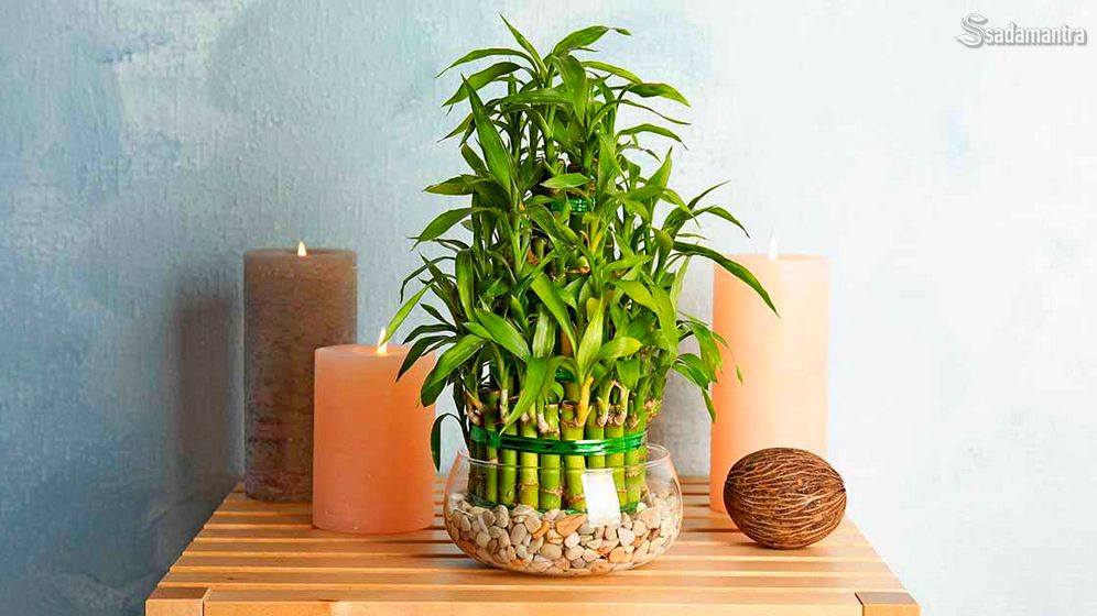 manfaat cara merawat dan meletakan bambu keberuntungan