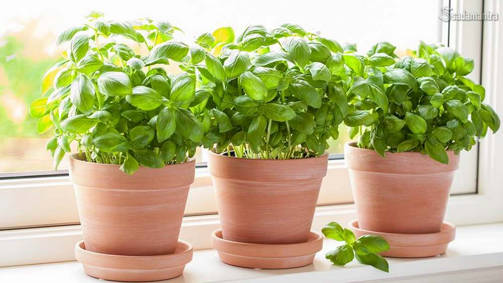 manfaat dan kandungan nutrisi tanaman basil bagi kesehatan