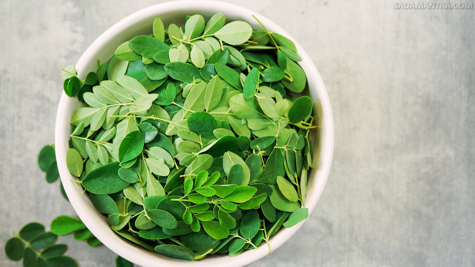 manfaat daun kelor dalam al qur'an