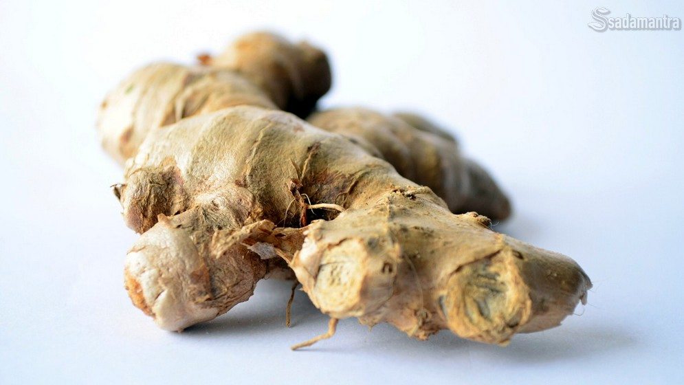 Mengenal Tanaman Jahe