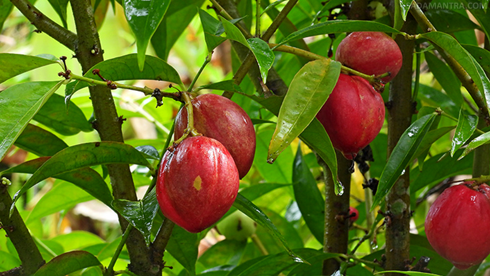 manfaat mahkota dewa dan cara pengolahannya