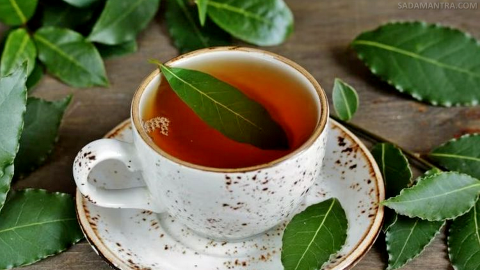 manfaat rebusan daun salam