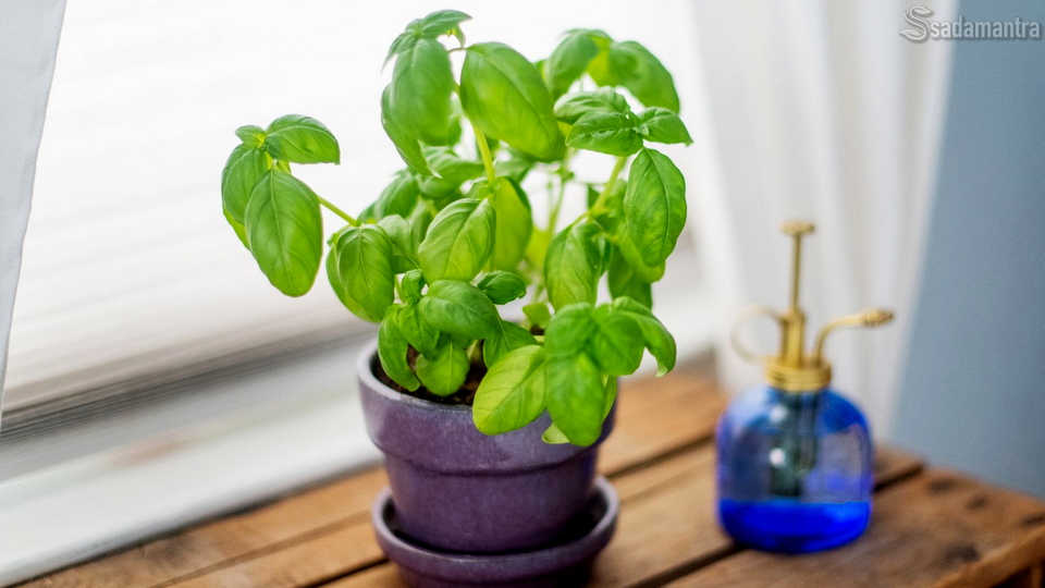 manfaat selasih bagi kesehatan dan kecantikan