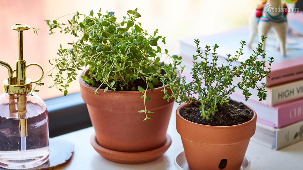 manfaat tanaman thyme untuk masakan dan kesehatan