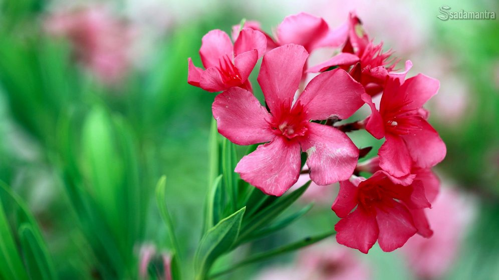 mengenal bunga mentega tanaman hias beracun oleander