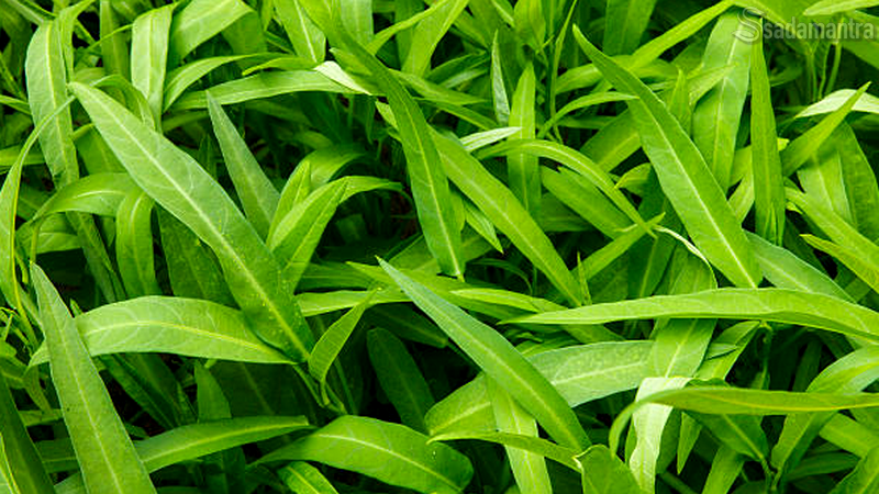 mengenal manfaat kangkung untuk kesehatan tubuh