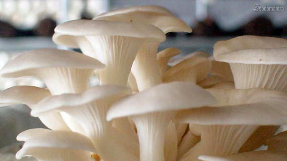 oyster mushroom white