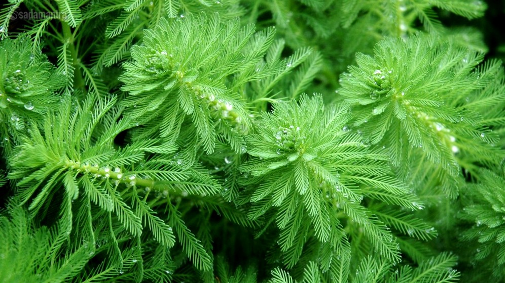 tanaman penghasil oksigen terbaik