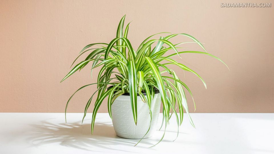 perbedaan lili paris dan spider plant