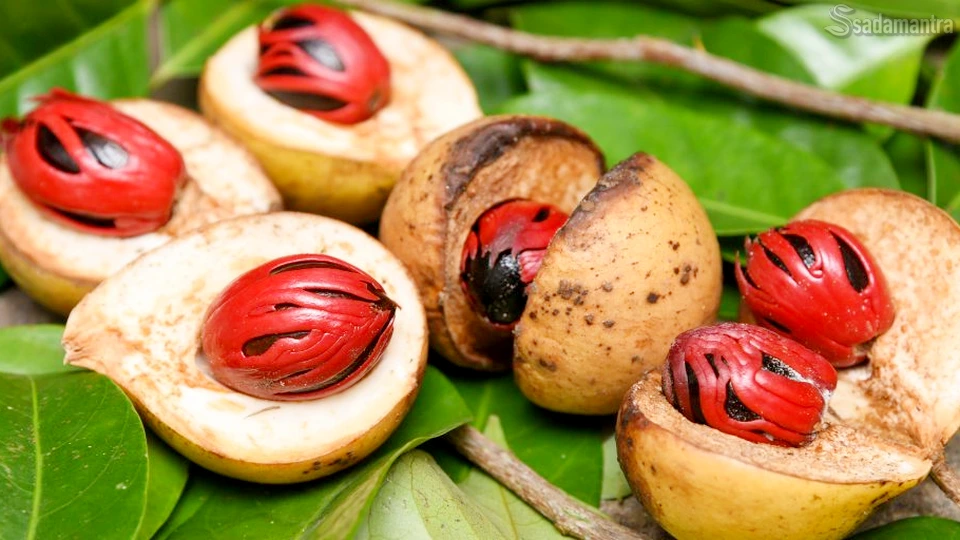 pupuk untuk tanaman pala