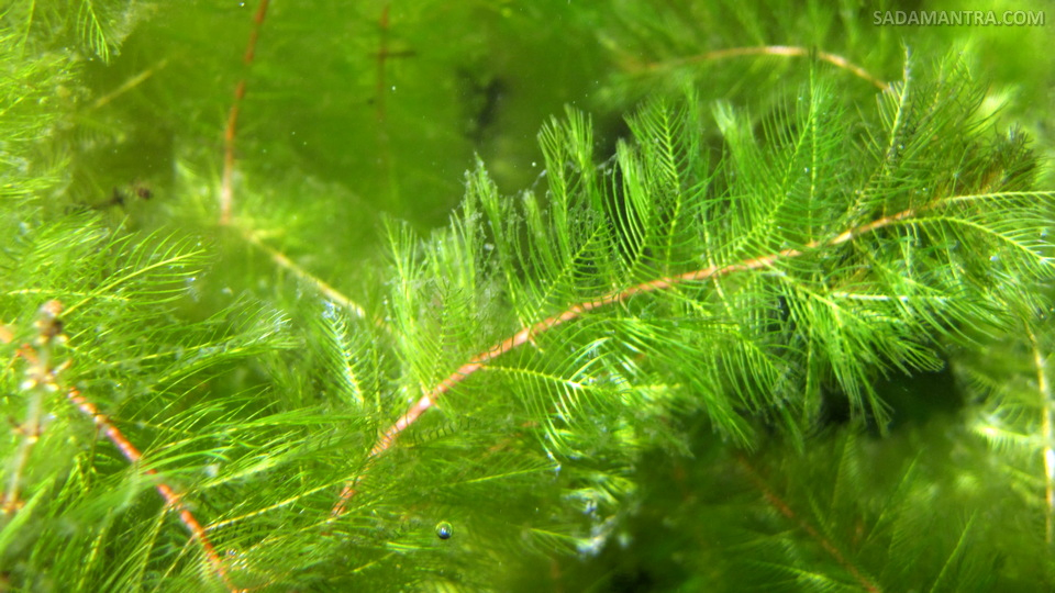 tanaman air di kolam ikan