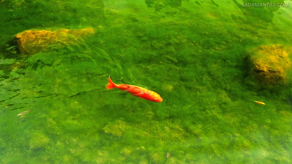 tanaman air untuk kolam ikan