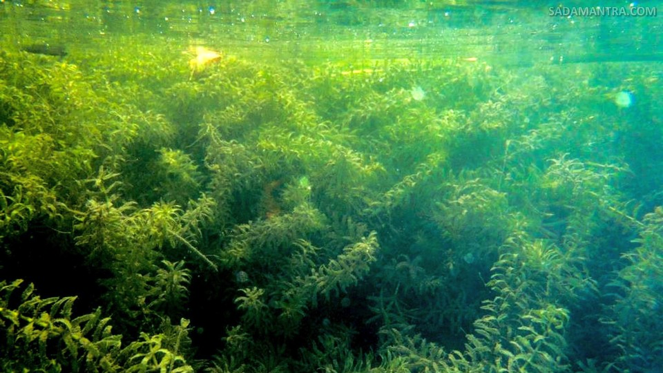 tanaman air yang bagus untuk kolam ikan