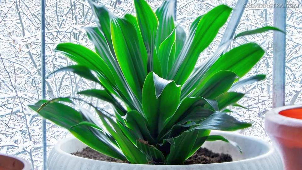 tanaman cast iron plant aspidistra elatior