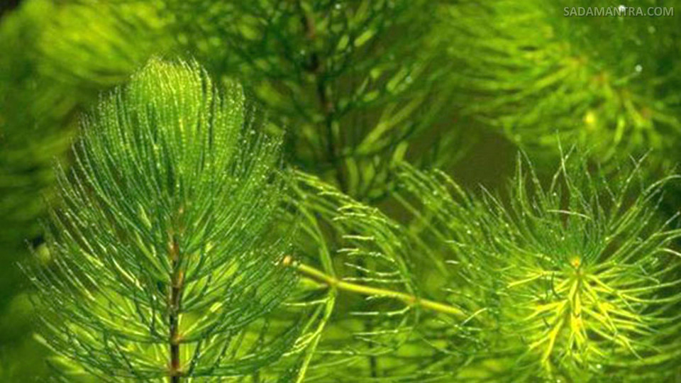 tanaman hias buat kolam ikan