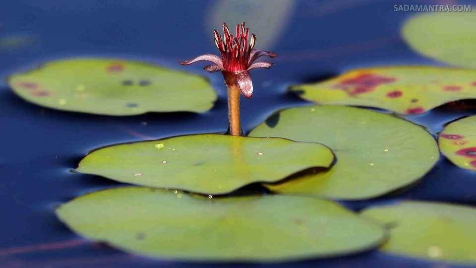 tanaman hias di kolam ikan