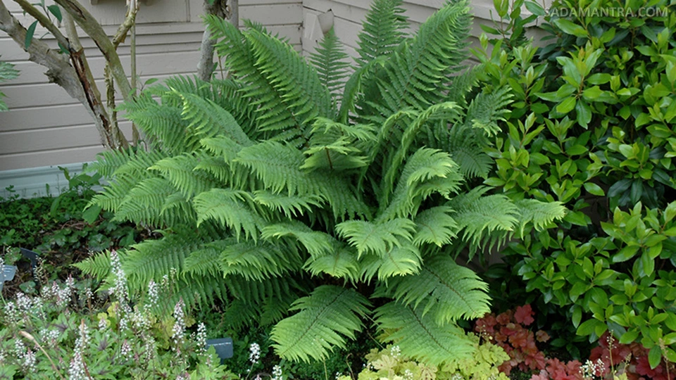 tanaman hias paku pedang pakis