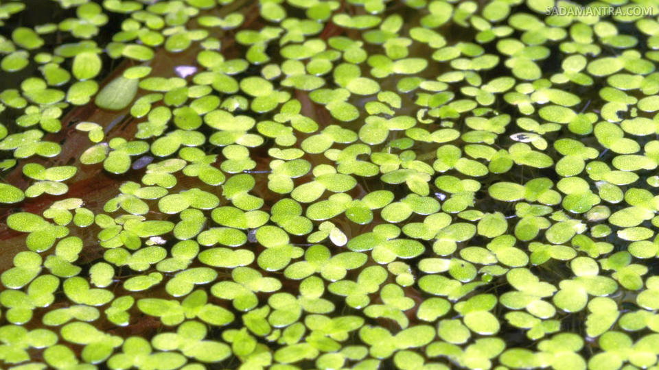 tanaman kolam ikan mas