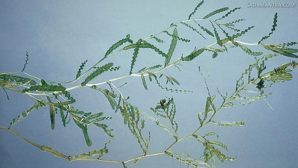 tanaman penjernih air kolam ikan