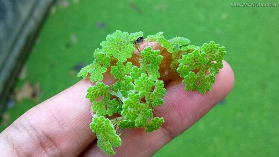 tanaman untuk kolam ikan nila