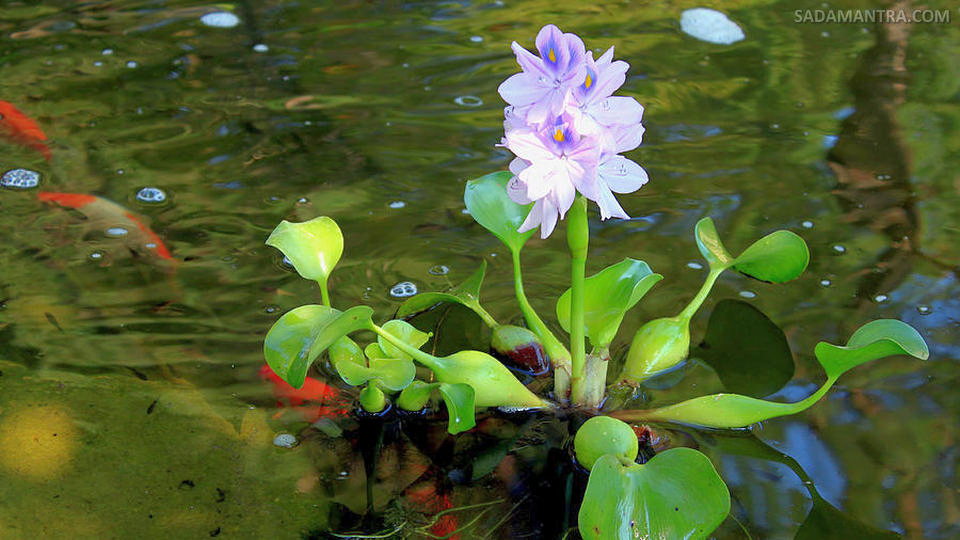 tanaman untuk kolam ikan