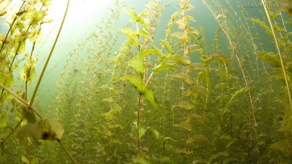 tanaman yang bagus untuk kolam ikan
