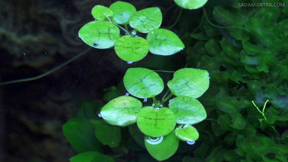 tanaman yang cocok untuk kolam ikan