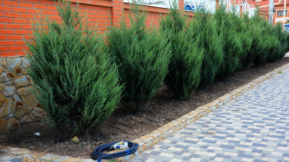 tips merawat tanaman hias juniper bonsai