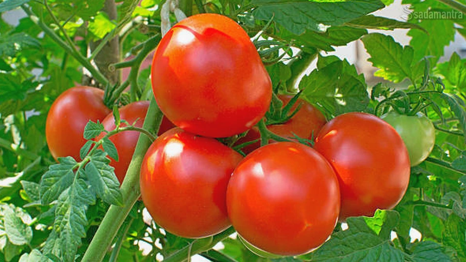 tomat berapa lama panen