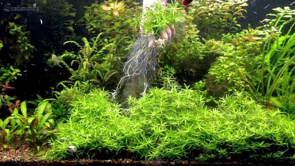 tanaman penghasil oksigen di malam hari