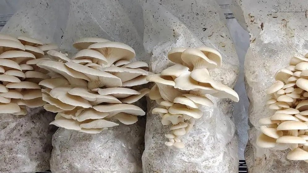 white oyster mushroom - jamur tiram putih