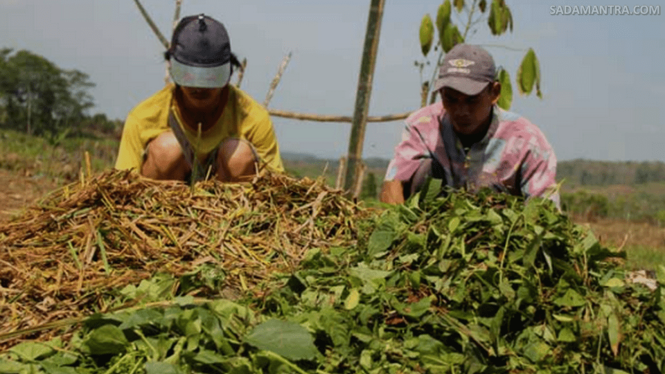 cara membuat pupuk hijau
