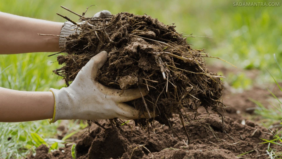 cara membuat pupuk kandang