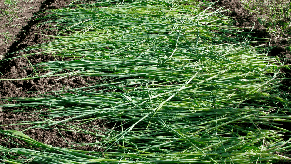 cara penggunaan pupuk hijau asri