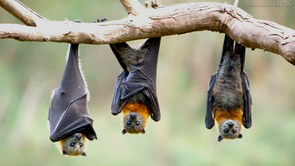 how to use bat guano as plant fertilizer