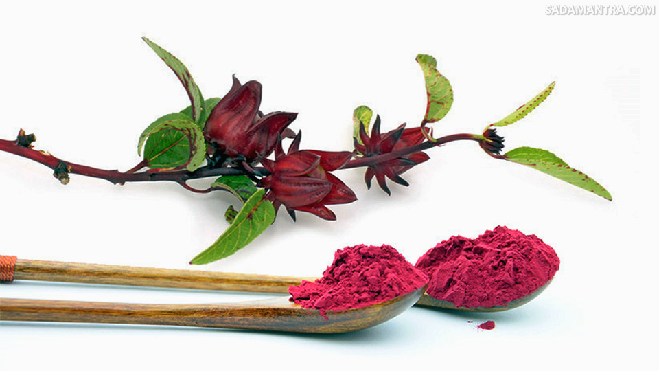 kandungan bunga rosella merah