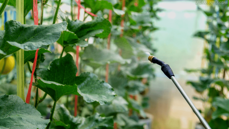 manfaat pupuk cair organik