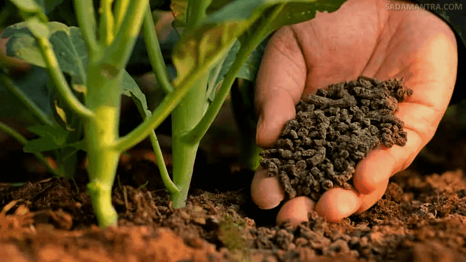 manfaat pupuk hayati