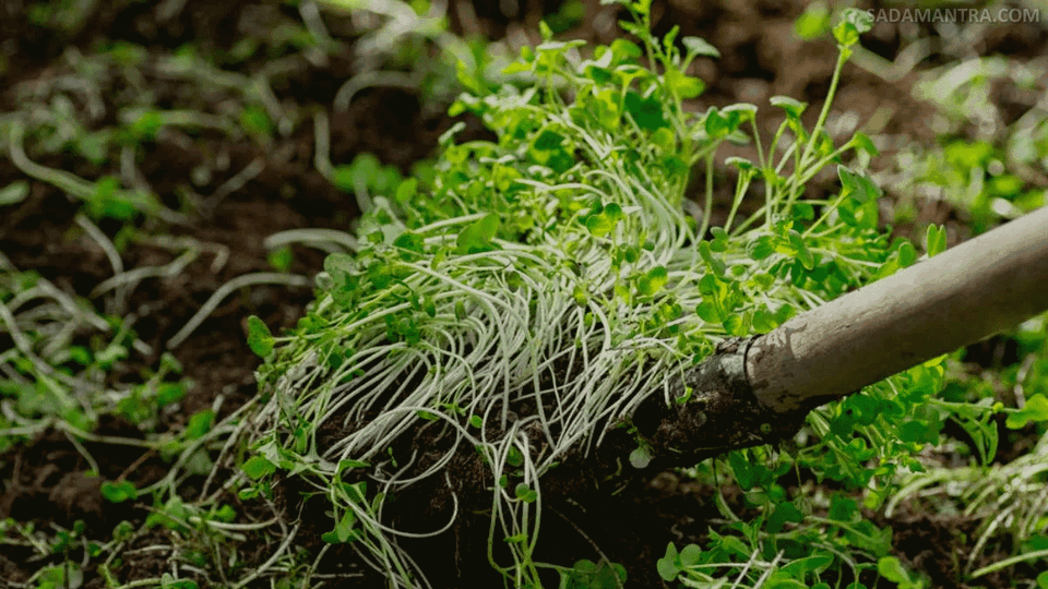 manfaat pupuk hijau bagi tanaman