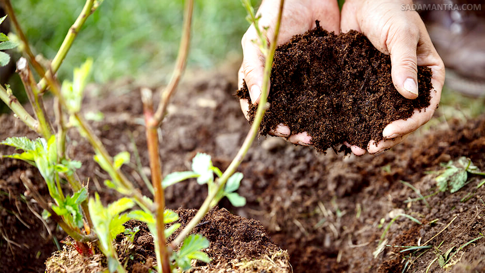 manfaat pupuk kompos